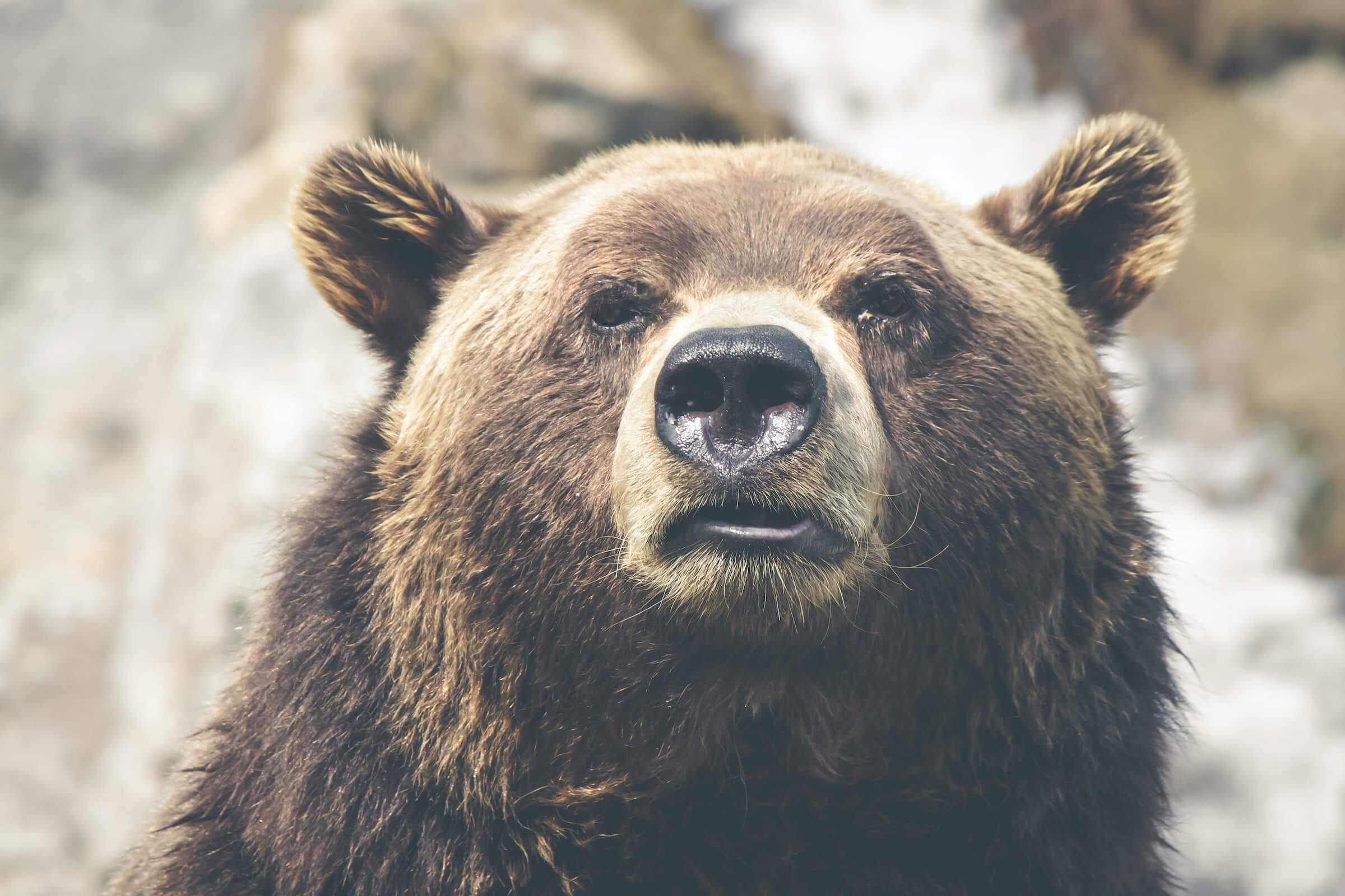 Three Money Mistakes to Avoid in a Bear Market
